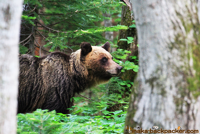 北海道 知床の羆 ヒグマ
