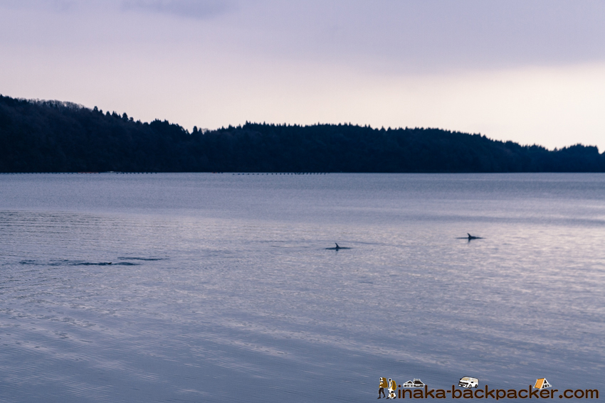 能登 野生 イルカ